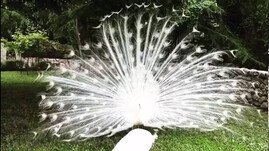 ⁣White peacock opening feathers