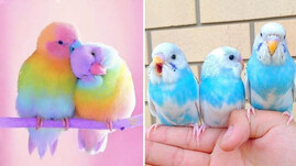 Baby Animals Funny Parrots and Cute Birds
