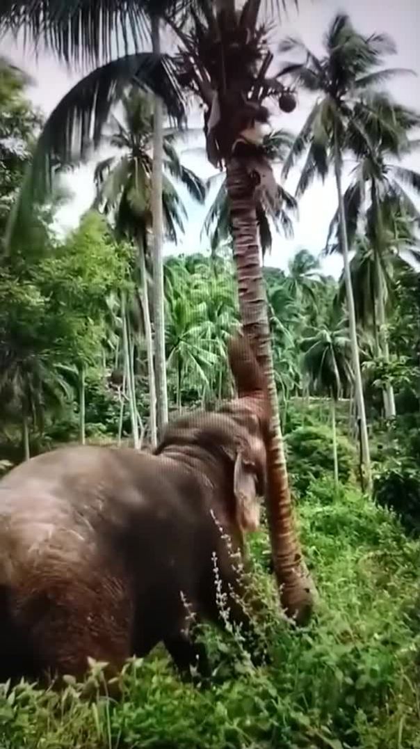 Elephant Angry